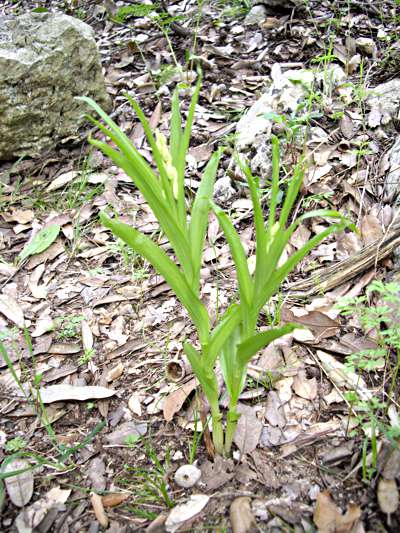 cephalanthera