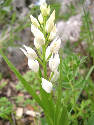 cephalanthera