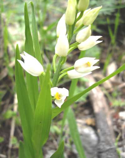 cephalanthera