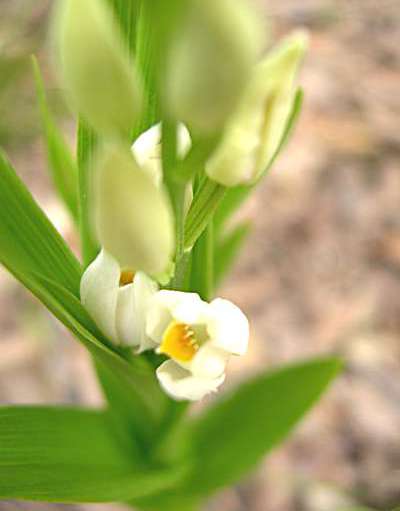 cephalanthera