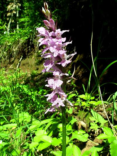 Dactylorhiza fuchsii