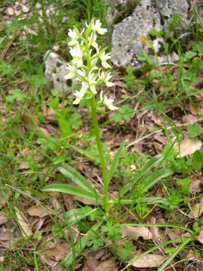 Dactylorhiza romana