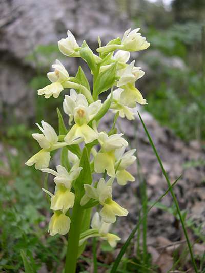 Dactylorhiza romana