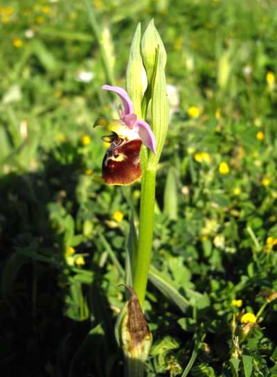 Ophrys apulica