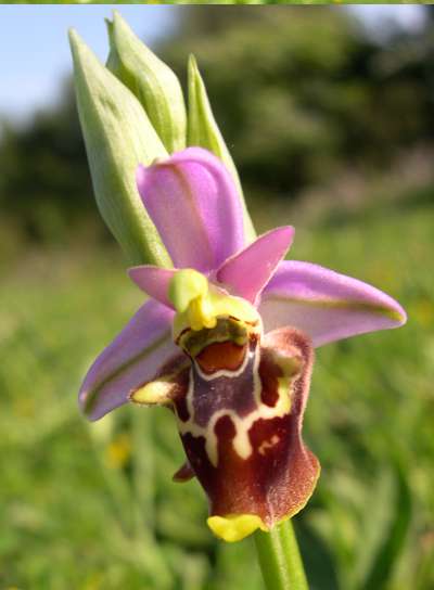 Ophrys apulica