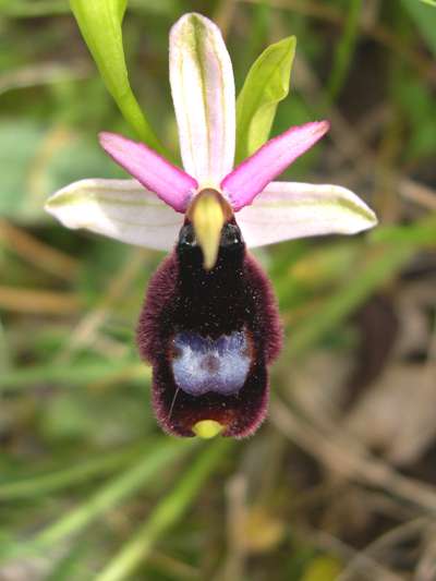 Ohrys bertolonii