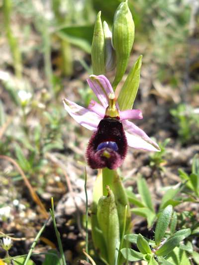 Ohrys bertolonii