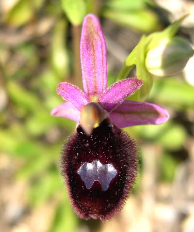 Oprys bertoloniiformis