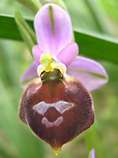 Ophrys biscutella