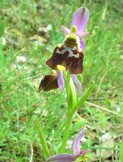 Ophrys fuciflora