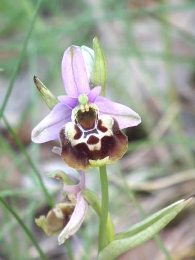 Ophrys fuciflora