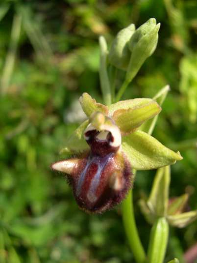 Ophrys incubacea