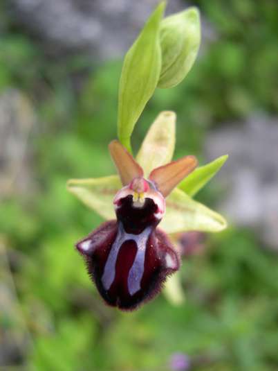 Ophrys incubacea