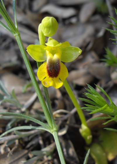 Ophrys lutea