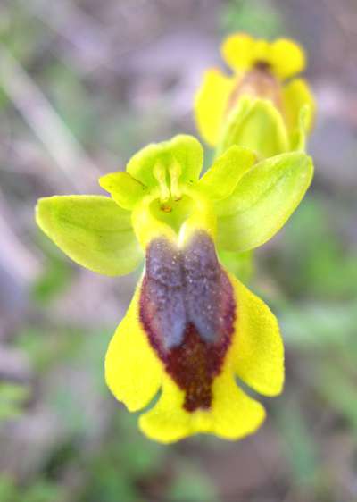 Ophrys lutea