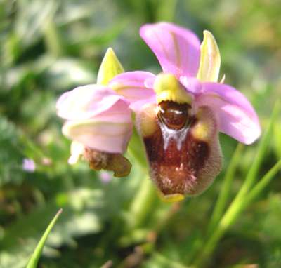 Ophrys parvimaculata