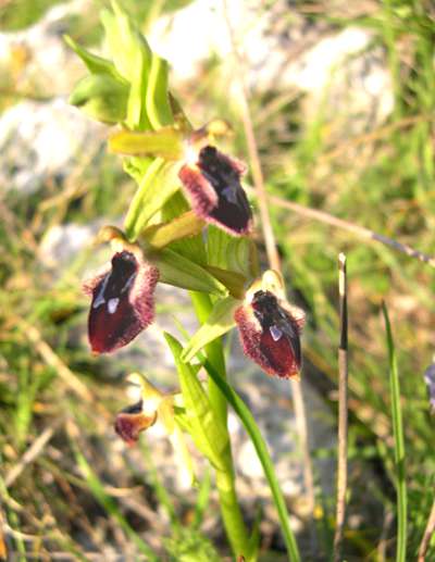 Ophrys promontorii