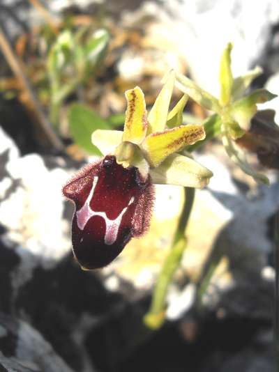 Ophrys promontorii