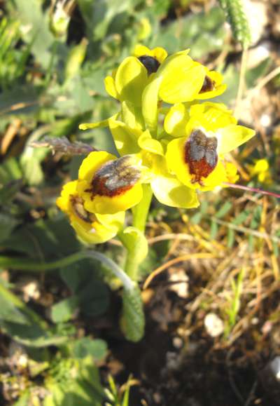 Ophrys sicula 
