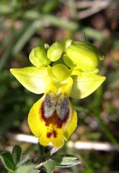 Ophrys sicula 