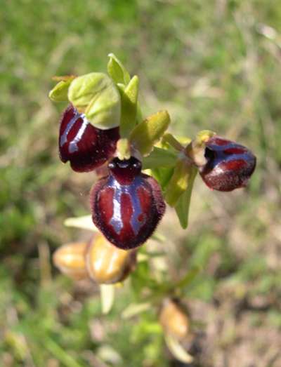 Ophrys garganica