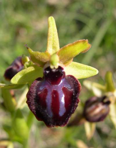 Ophrys garganica