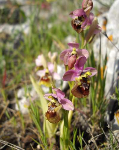 Ophrys tenthredinifera