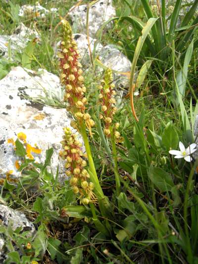 Orchis anthropophora