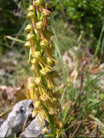 Orchis anthropophora