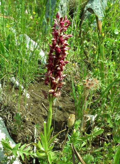 Orchis fragrans