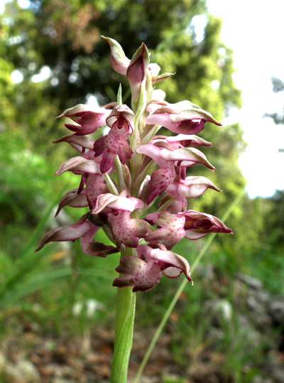 Orchis fragrans