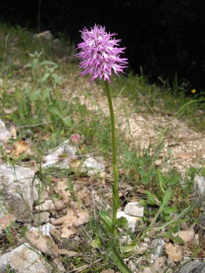 Orchis italica