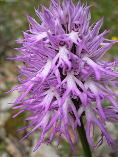 Orchis italica