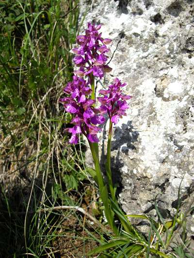 Orchis morio