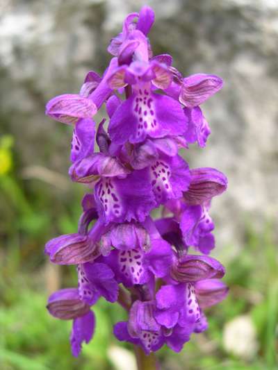 Orchis morio