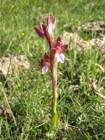 Orchis papilionacea