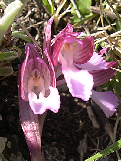 Orchis papilionacea