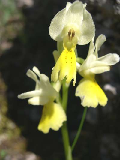 Orchis pauciflora