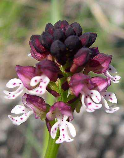 Orchis purpurea