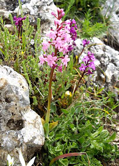 Orchis quadripuctata