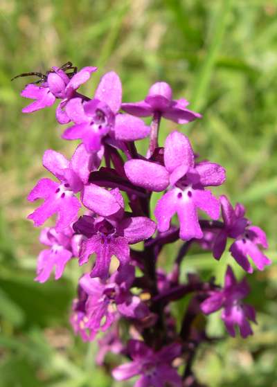 Orchis quadripuctata