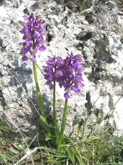 Orchis tridentata