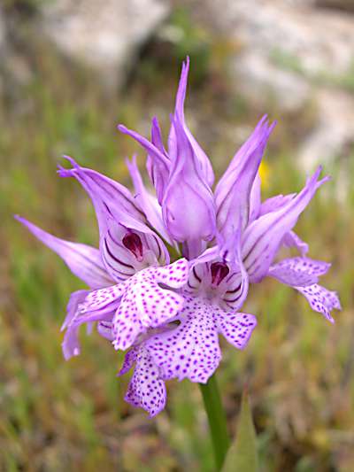 Orchis tridentata