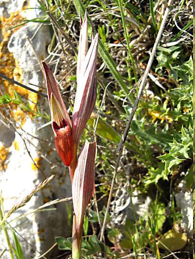 Serapia parviflora
